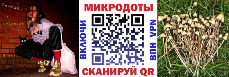 где купить   Петрозаводск  Галлюциногенные грибы Psilocybe 